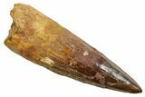 Fossil Spinosaurus Tooth - Real Dinosaur Tooth #349788-1